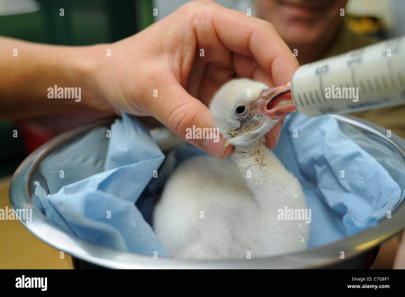 A flamingo chick is hand reared at Paignton Zoo. Stock Photo