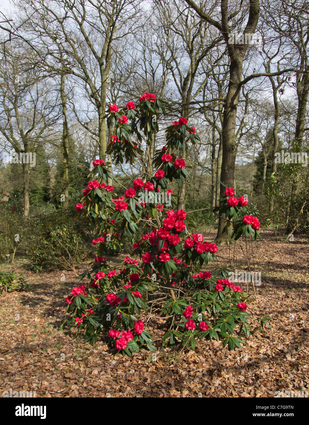 Rhododendron Grace Seabrook Stock Photo - Alamy