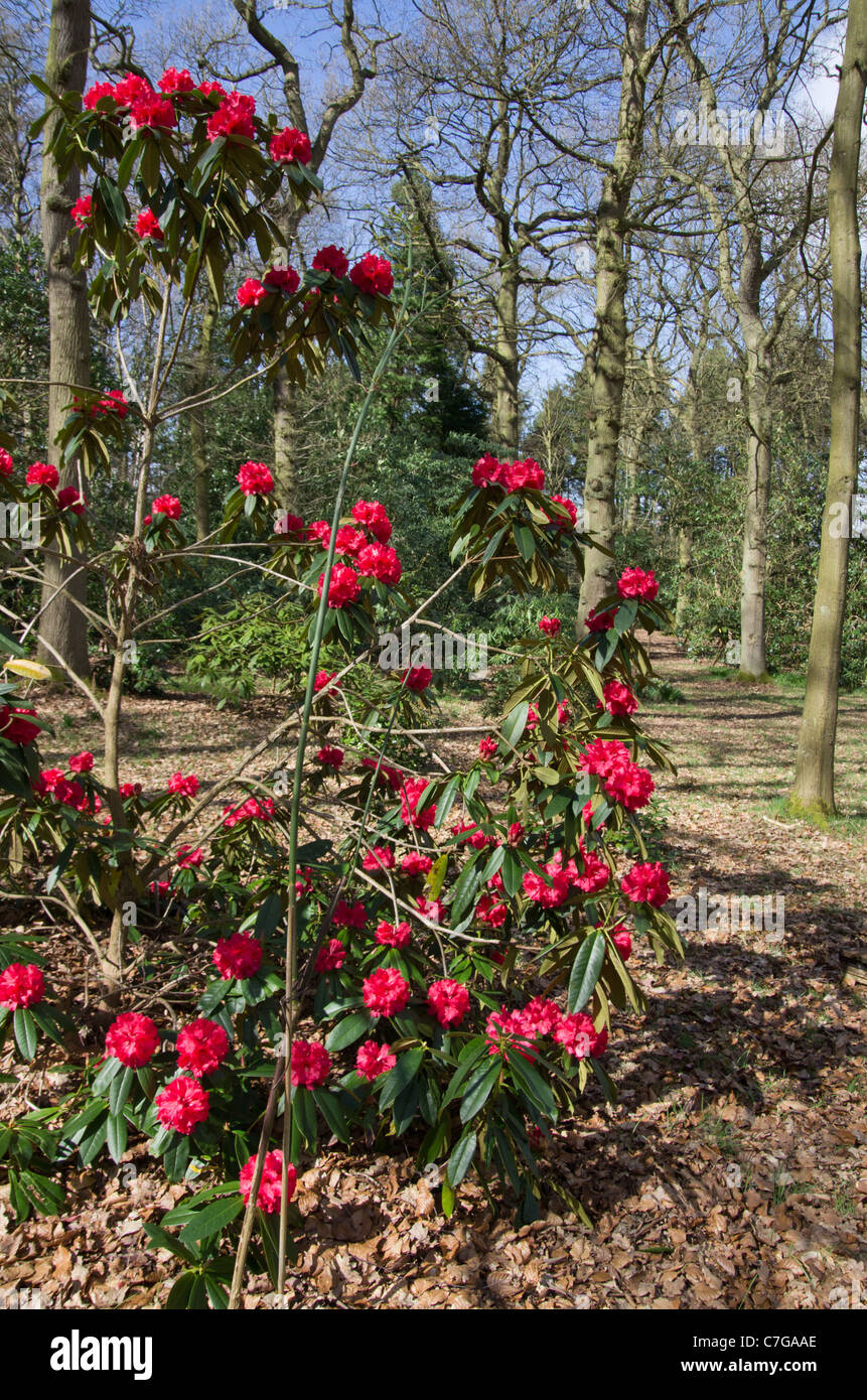 Rhododendron Grace Seabrook Stock Photo - Alamy