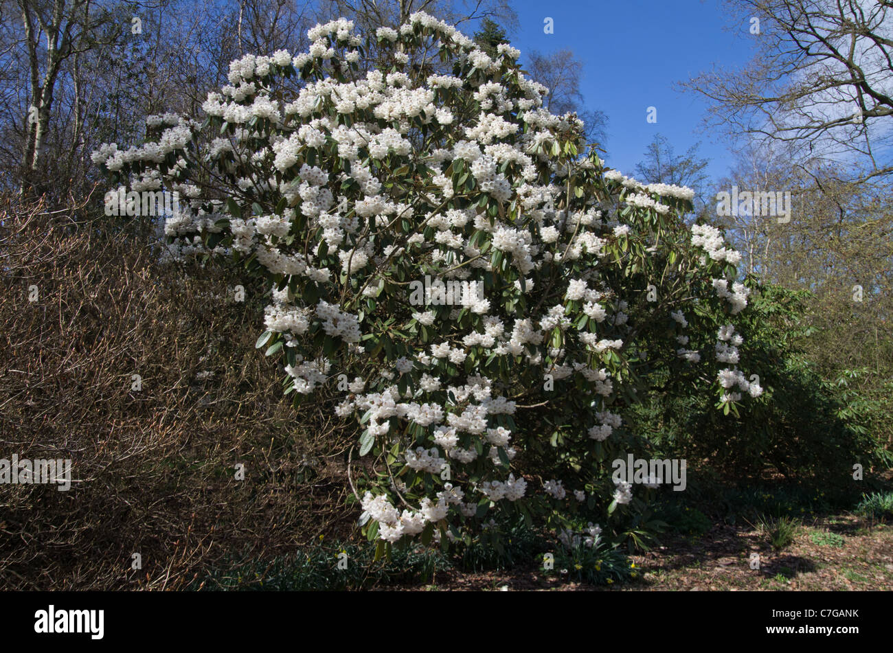 Rhododendron Rex sub species arizelum Stock Photo