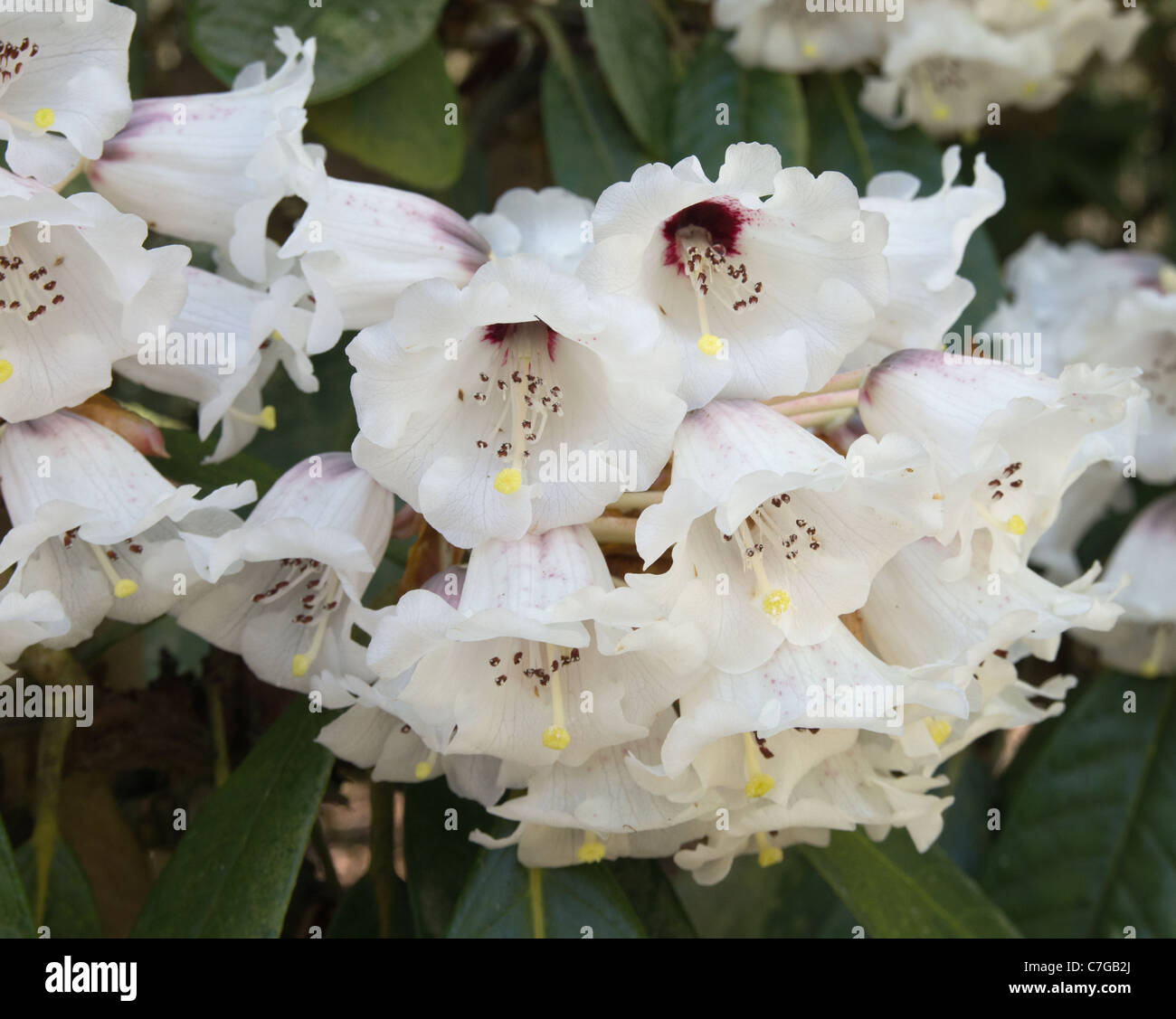 Rhododendron Rex sub species arizelum Stock Photo