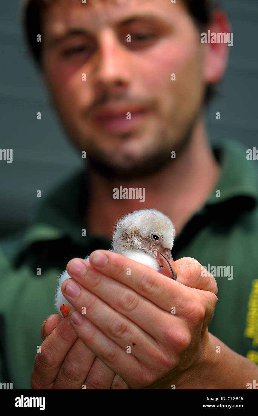 A flamingo chick is hand reared at Paignton Zoo. Stock Photo
