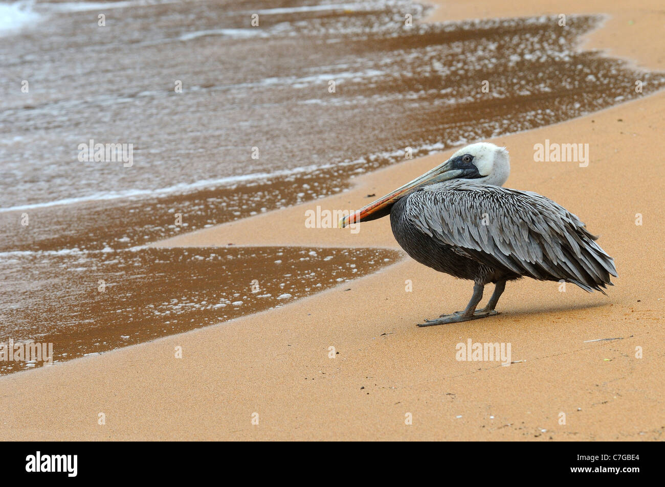 Brown Pelican (Pelecanus occidentalis) standing on sandy beach, Galapagos Islands, Ecuador Stock Photo