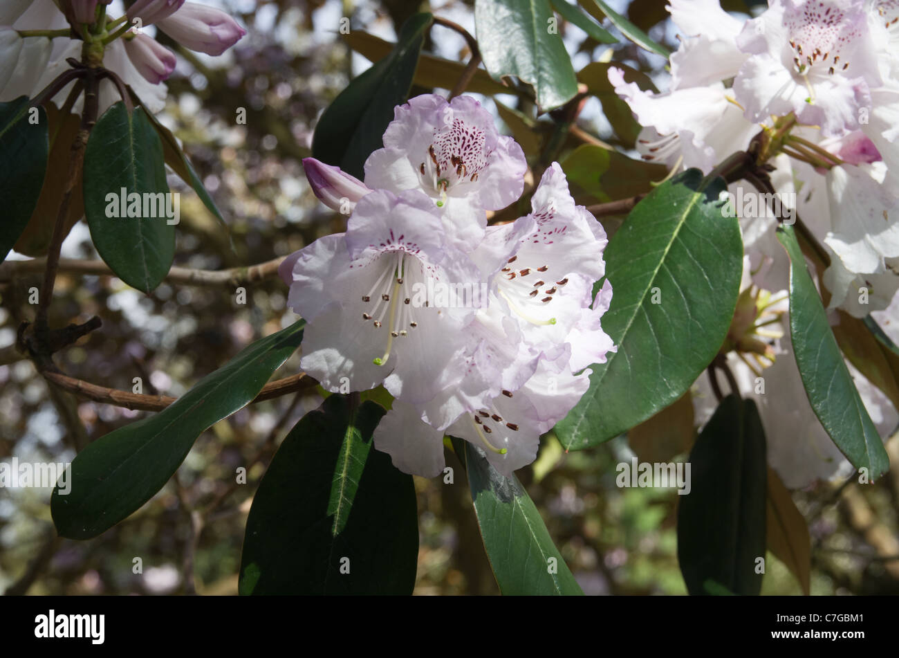 Rhododendron campanulatum Knaphill form Stock Photo