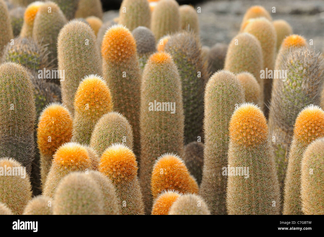 Lava Cactus ( Brachycereus nesioticus) close up og growing tips, Galapagos Islands, Ecuador Stock Photo