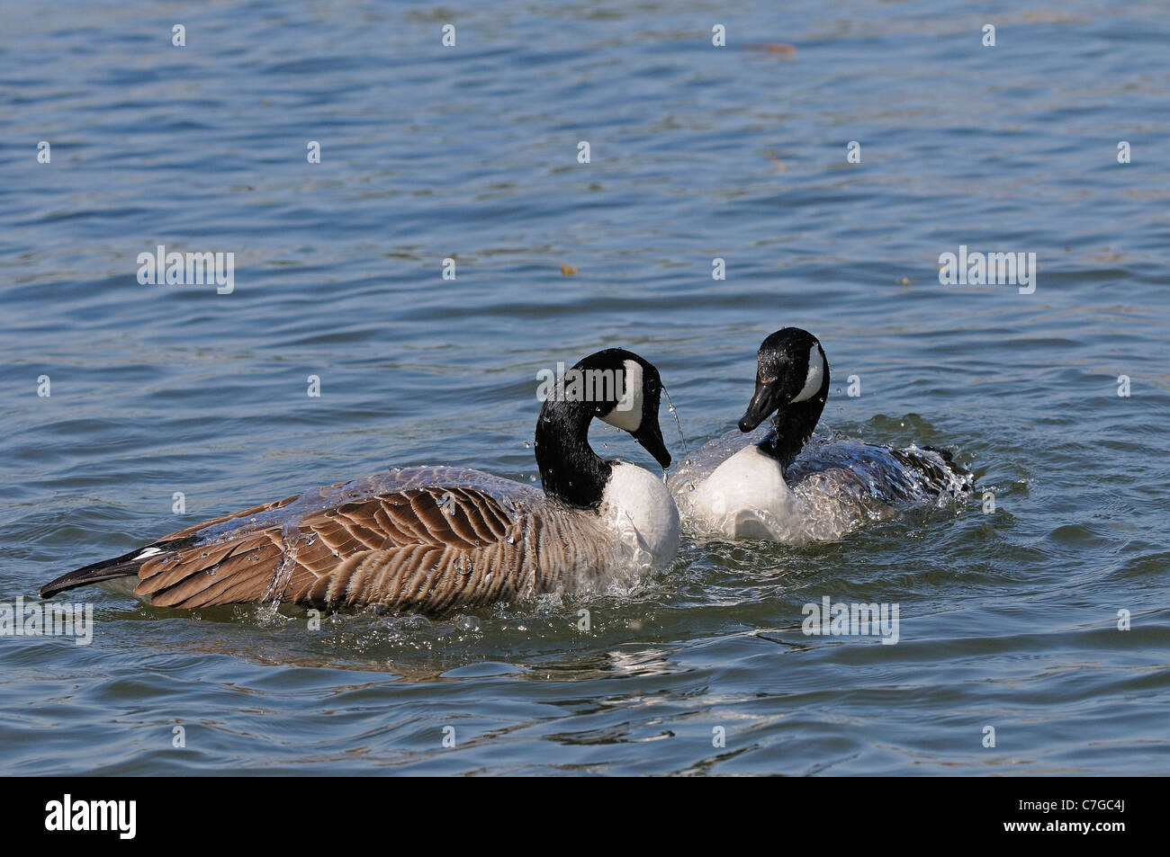 Canada Goose (Branta canadensis) pair in courtship behaviour on water, prior to mating, Oxfordshire, UK Stock Photo