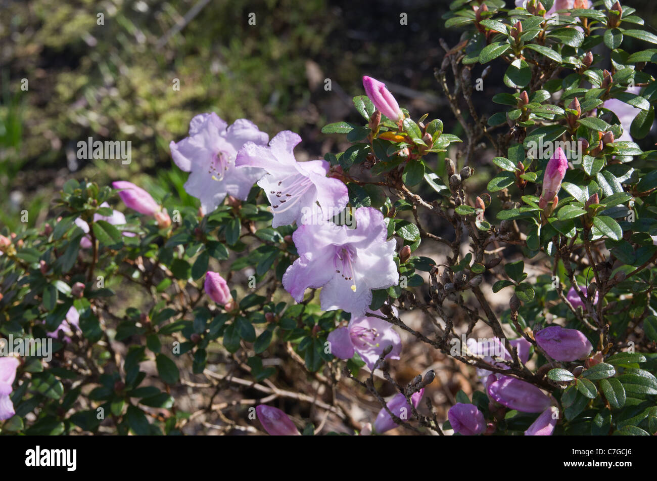 Rhododendron tibet spring flower hi-res stock photography and images - Alamy