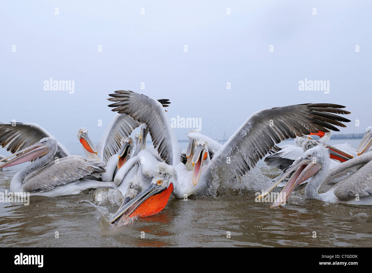 Dalmatian Pelican (Pelecanus crispus) group fighting over fish, Lake Kerkini, Greece Stock Photo