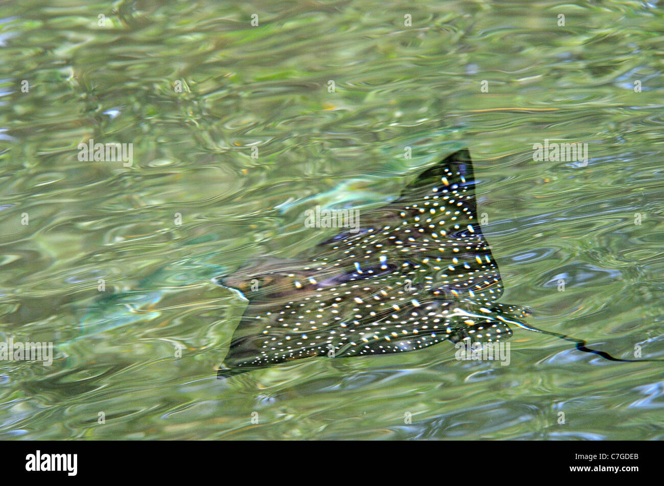 Spotted Eagle Ray (Aetobatus narinari) swimming just below water surface, Galapagos Islands, Ecuador Stock Photo