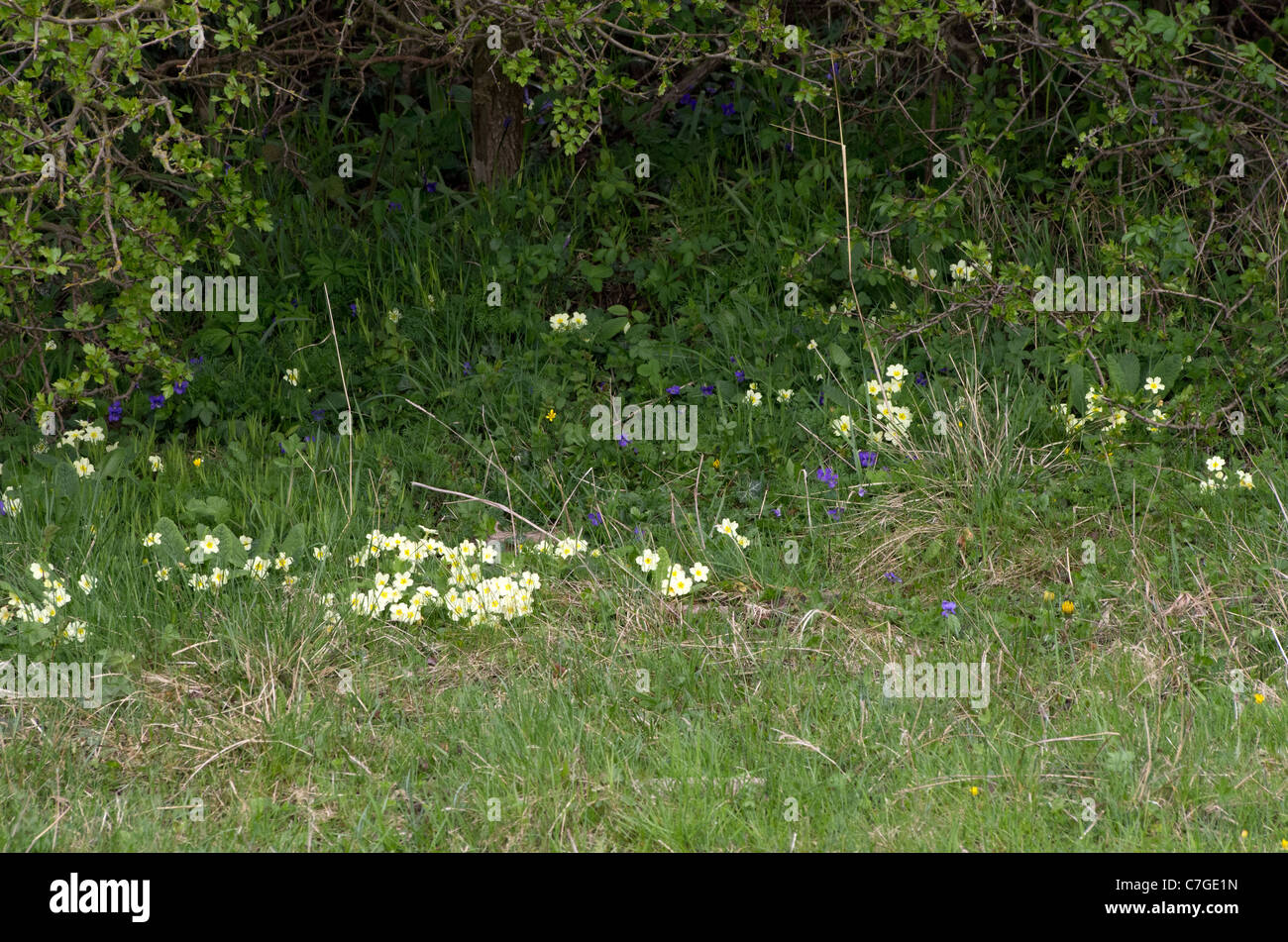 Spring hedgerow flowers Stock Photo