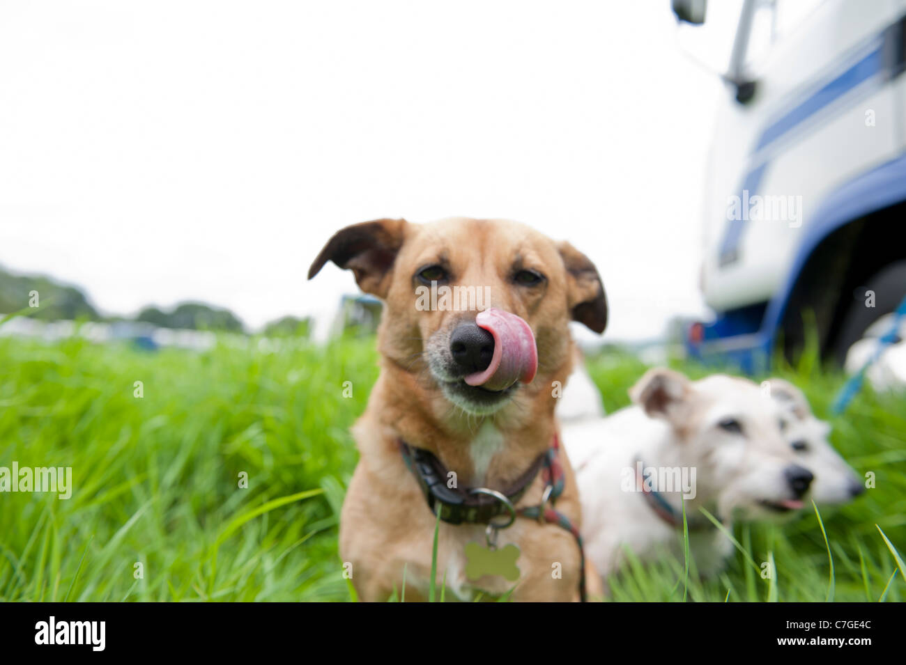 Dog licking nose Stock Photo Alamy