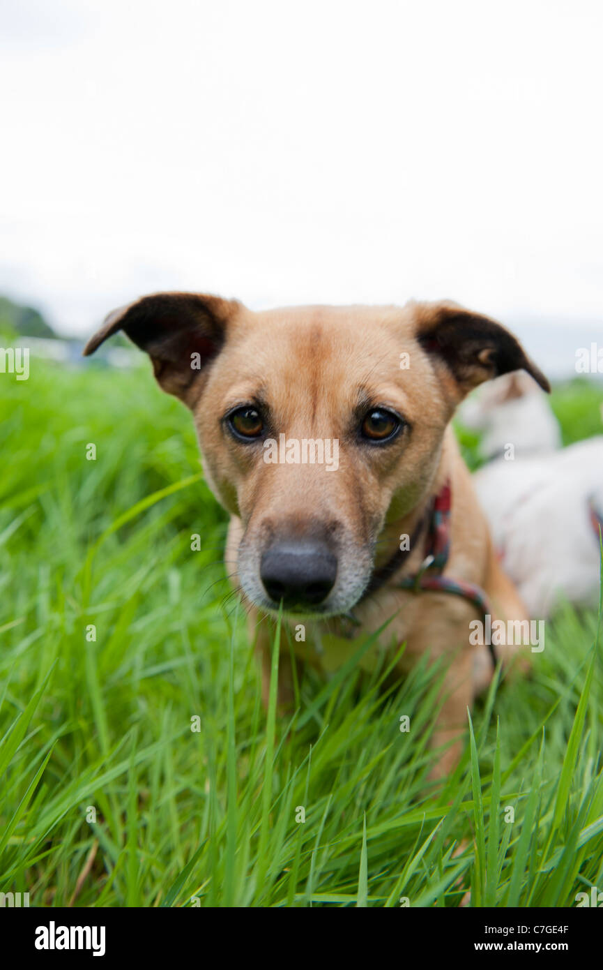Cute dog in the grass Stock Photo - Alamy