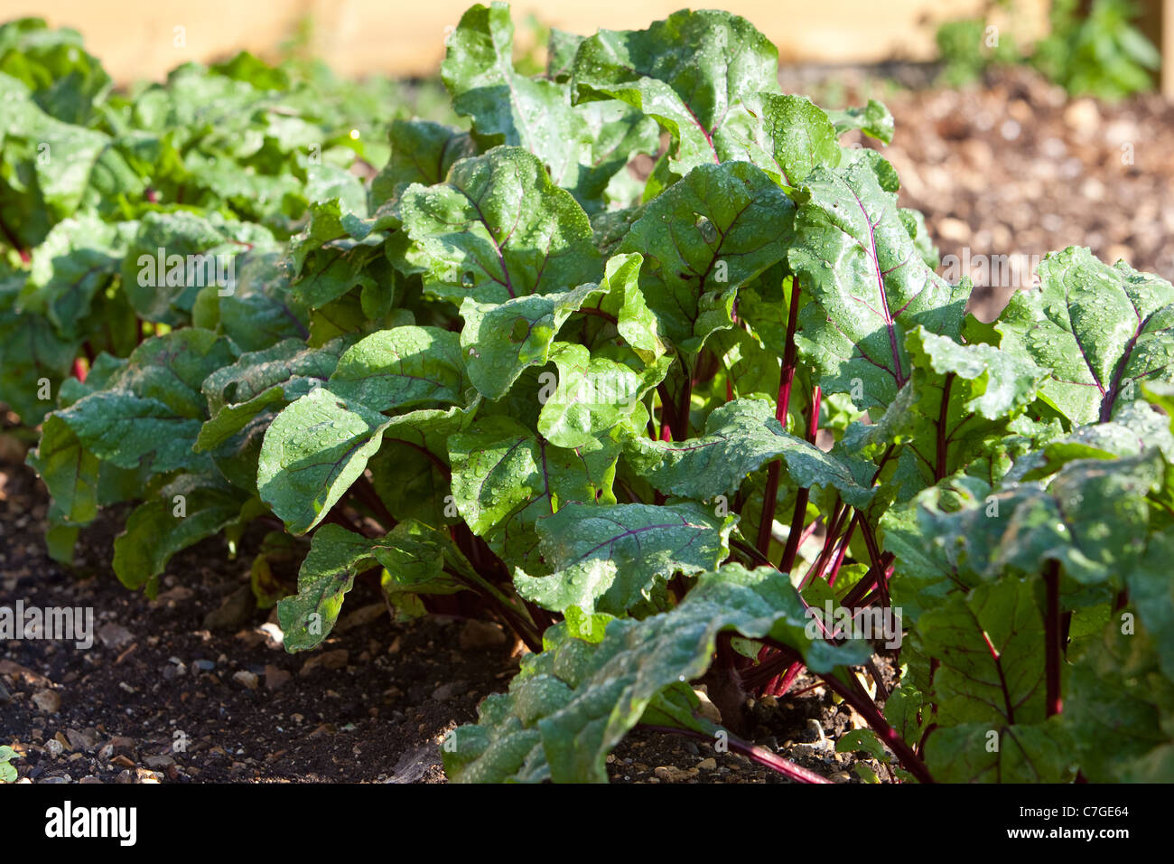Growing beetroot in back gardens Salisbury England UK Stock Photo Alamy