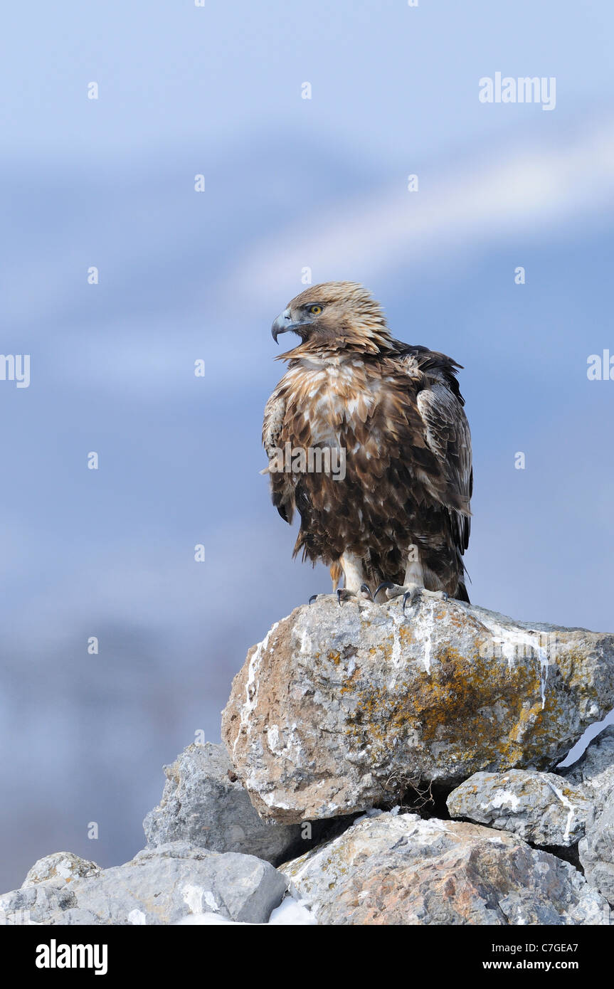 Golden eagle aquila chrysaetos perched hi-res stock photography and images - Alamy