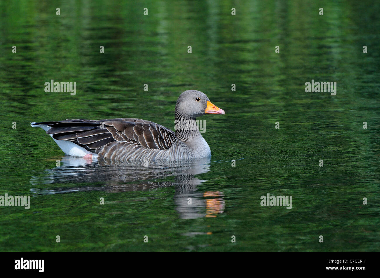 Greylag Goose (Anser anser) swimming in green water, Oxfordshire, UK Stock Photo