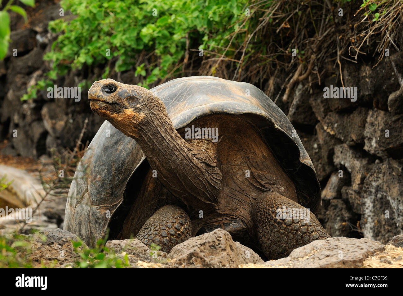 Galapagos Giant Tortoise (Geo chelone nigra) Charles Darwin Research ...