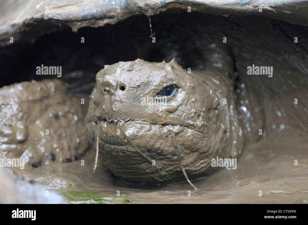 Galapagos Giant Tortoise (Geochelone nigra) close-up, covered in mud, Galapagos Islands, Ecuador Stock Photo