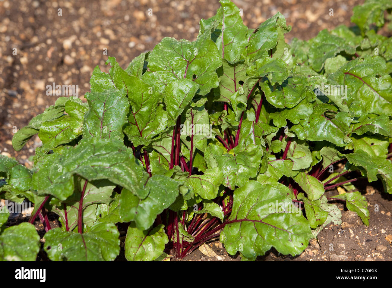 Growing beetroot in back gardens Salisbury England UK Stock Photo Alamy