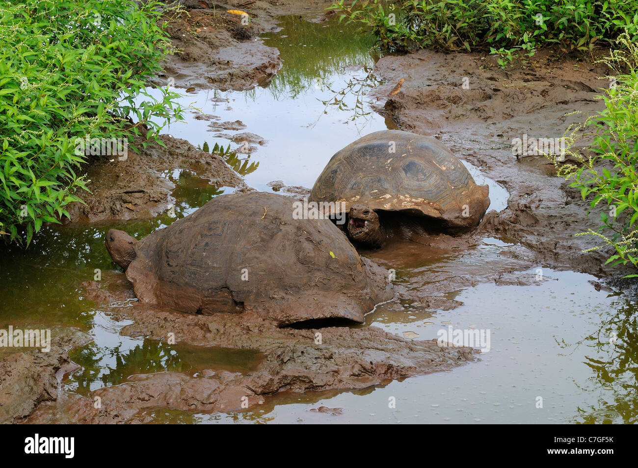 Galapagos Giant Tortoise (Geochelone nigra) in mud bath, Galapagos Islands, Ecuador Stock Photo