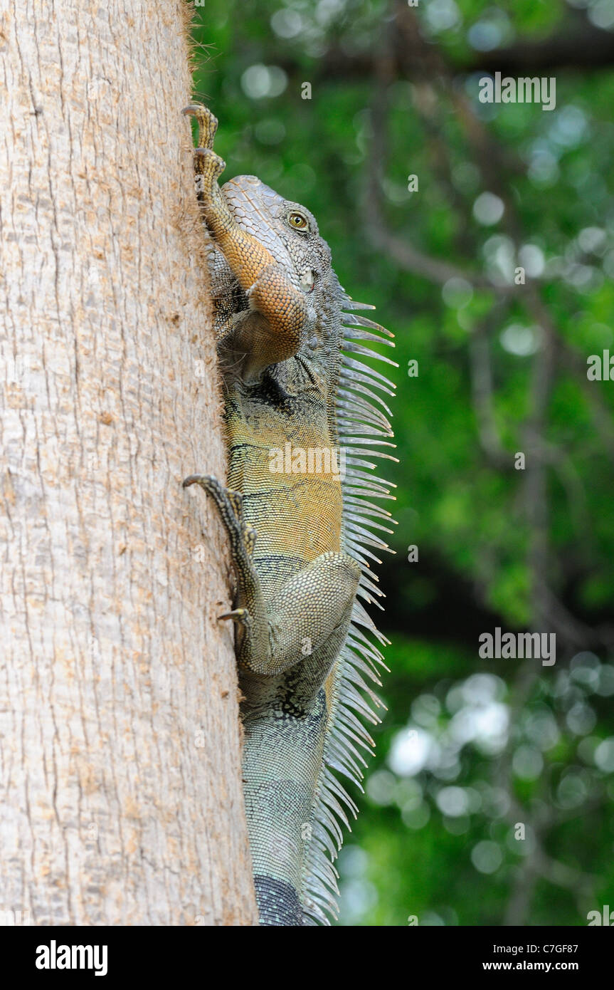 Iguana (Iguana iguana) climbing tree, Parque Bolivar, Guayaquil, Ecuador Stock Photo
