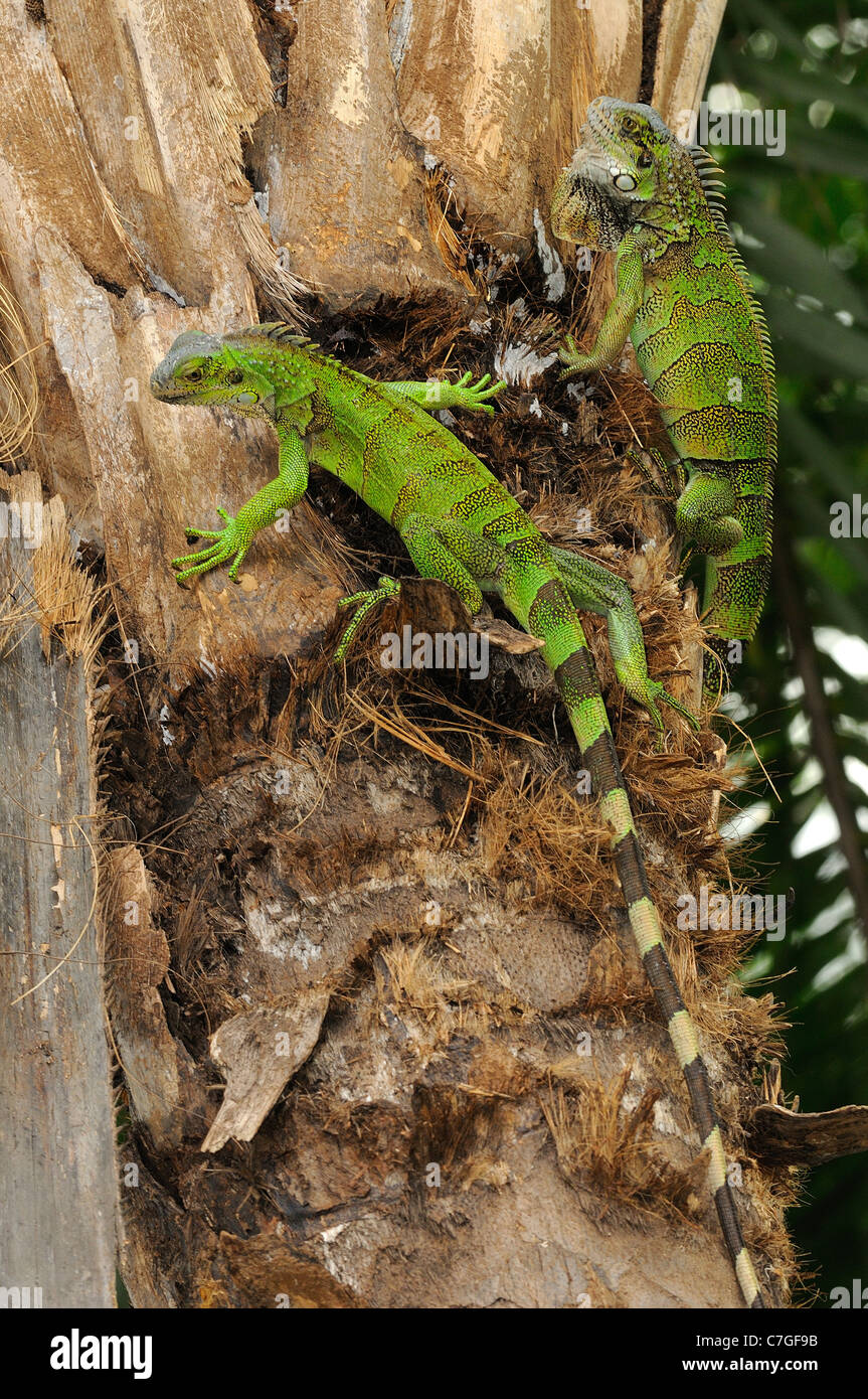 Iguana (Iguana iguana) climbing tree, Parque Bolivar, Guayaquil, Ecuador Stock Photo