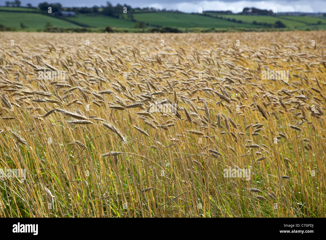 barley crop in a field ready for harvesting county donegal republic of ireland Stock Photo