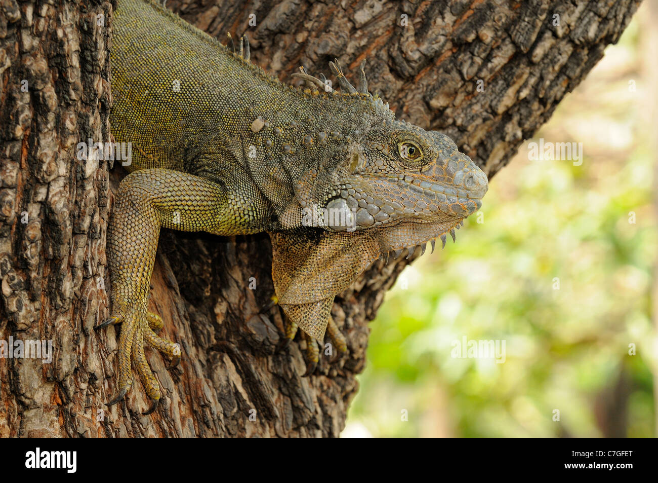 Iguana (Iguana iguana) climbing down tree, Parque Bolivar, Guayaquil, Ecuador Stock Photo