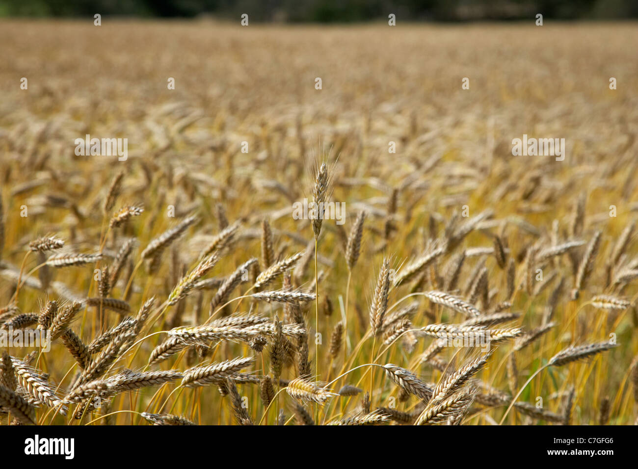 Barley field ireland hires stock photography and images Alamy