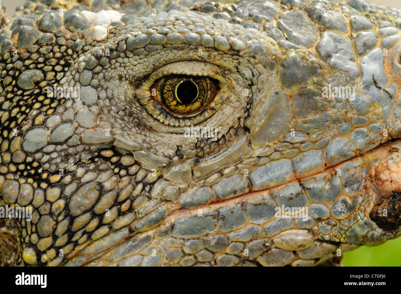 Iguana (Iguana iguana) close up of face and eye, Parque Bolivar, Guayaquil, Ecuador Stock Photo