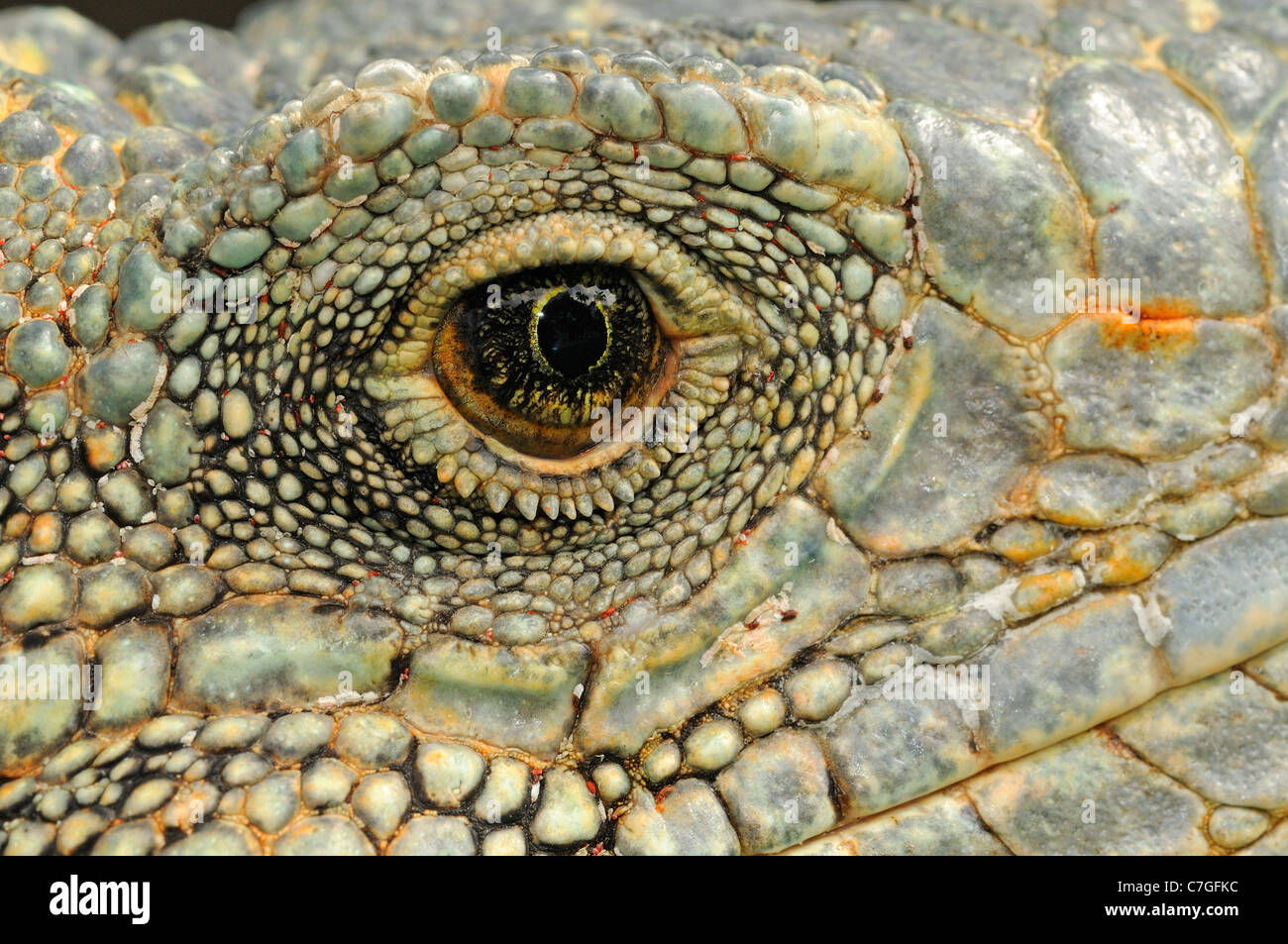Iguana (Iguana iguana) close up of face and eye, Parque Bolivar, Guayaquil, Ecuador Stock Photo