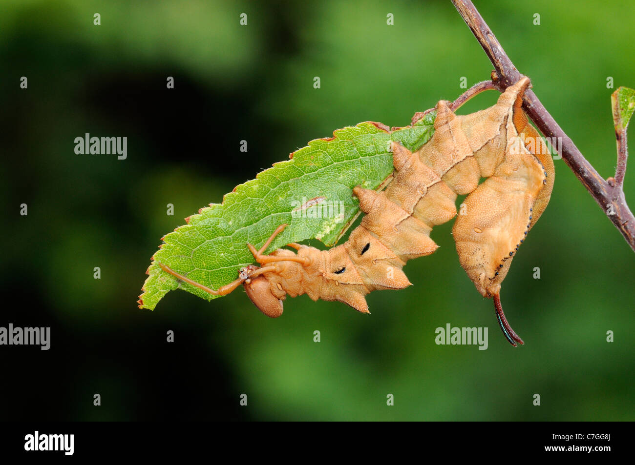 Lobster Moth (Stauropus fagi) fully grown larva feeding on blackthorn