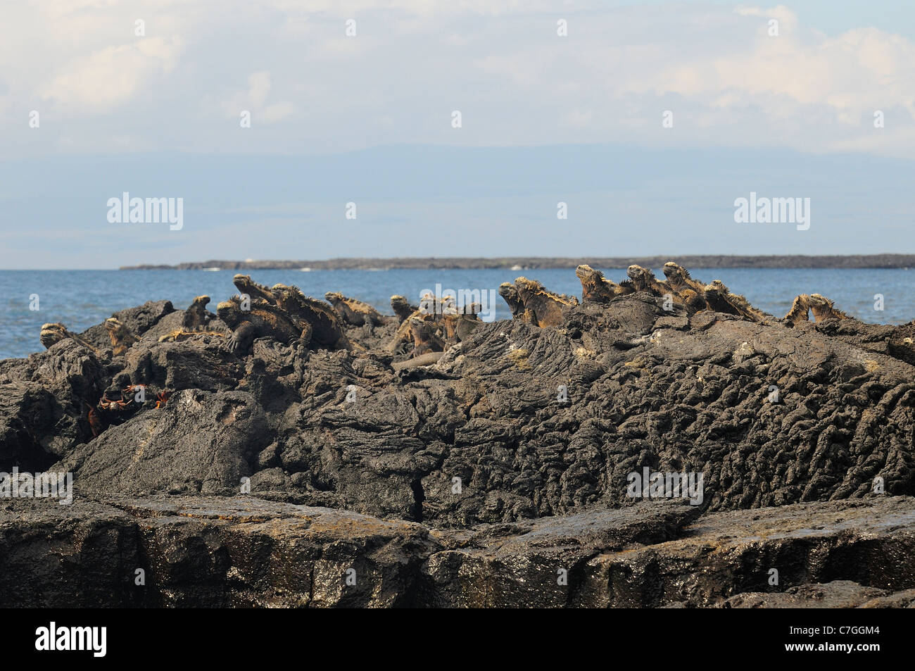 Marine Iguana (Amblyrhynchus cristatus) group resting on lava rock, Galapagos Islands, Ecuador Stock Photo