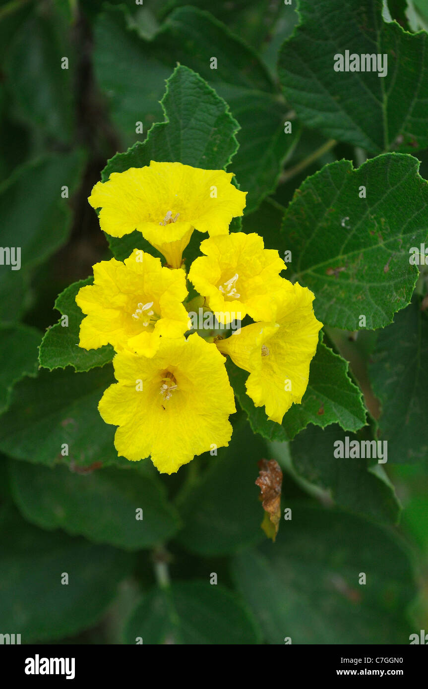 Muyuyu or Yellow Cordia (Cordia lutea) also known as Glue Bush, Galapagos Islands, Ecuador Stock Photo