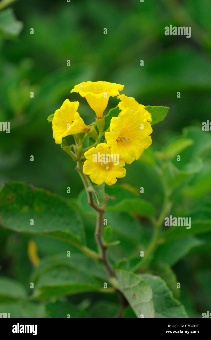 Muyuyu or Yellow Cordia (Cordia lutea) also known as Glue Bush, Galapagos Islands, Ecuador Stock Photo