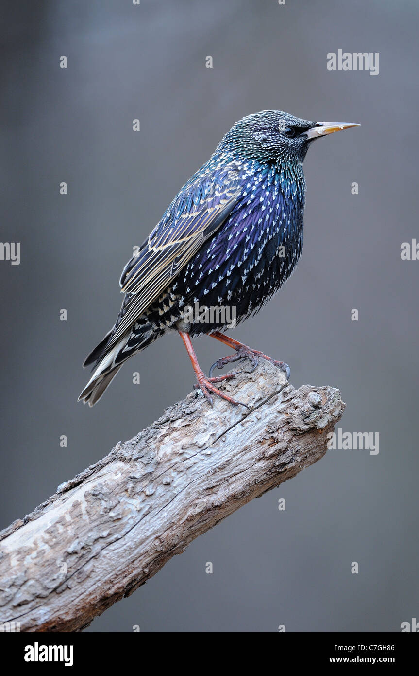 European Starling (Sturnus vulgaris) in winter plumage, perched on branch, Bulgaria Stock Photo