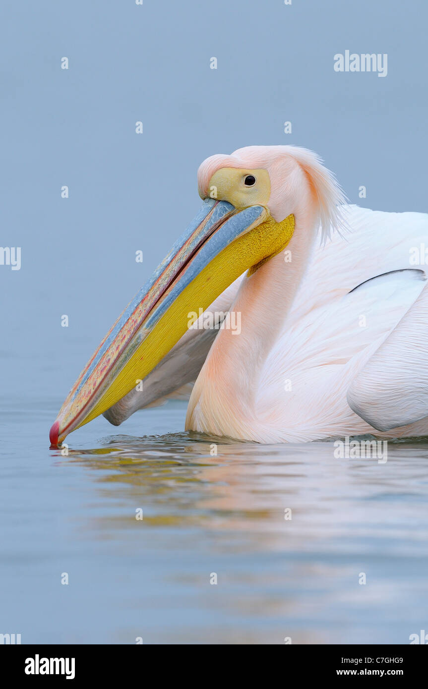 White Pelican (Pelecanus onocrotalus) portrait of adult in breeding plumage, Lake Kerkini, Greece Stock Photo