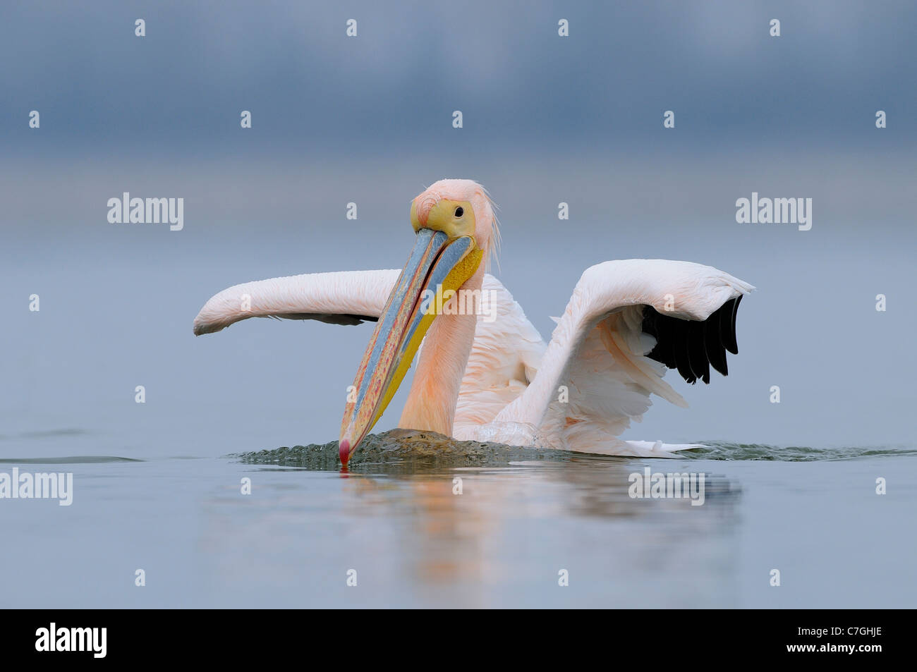 White Pelican (Pelecanus onocrotalus) swimming, in breeding plumage, Lake Kerkini, Greece Stock Photo