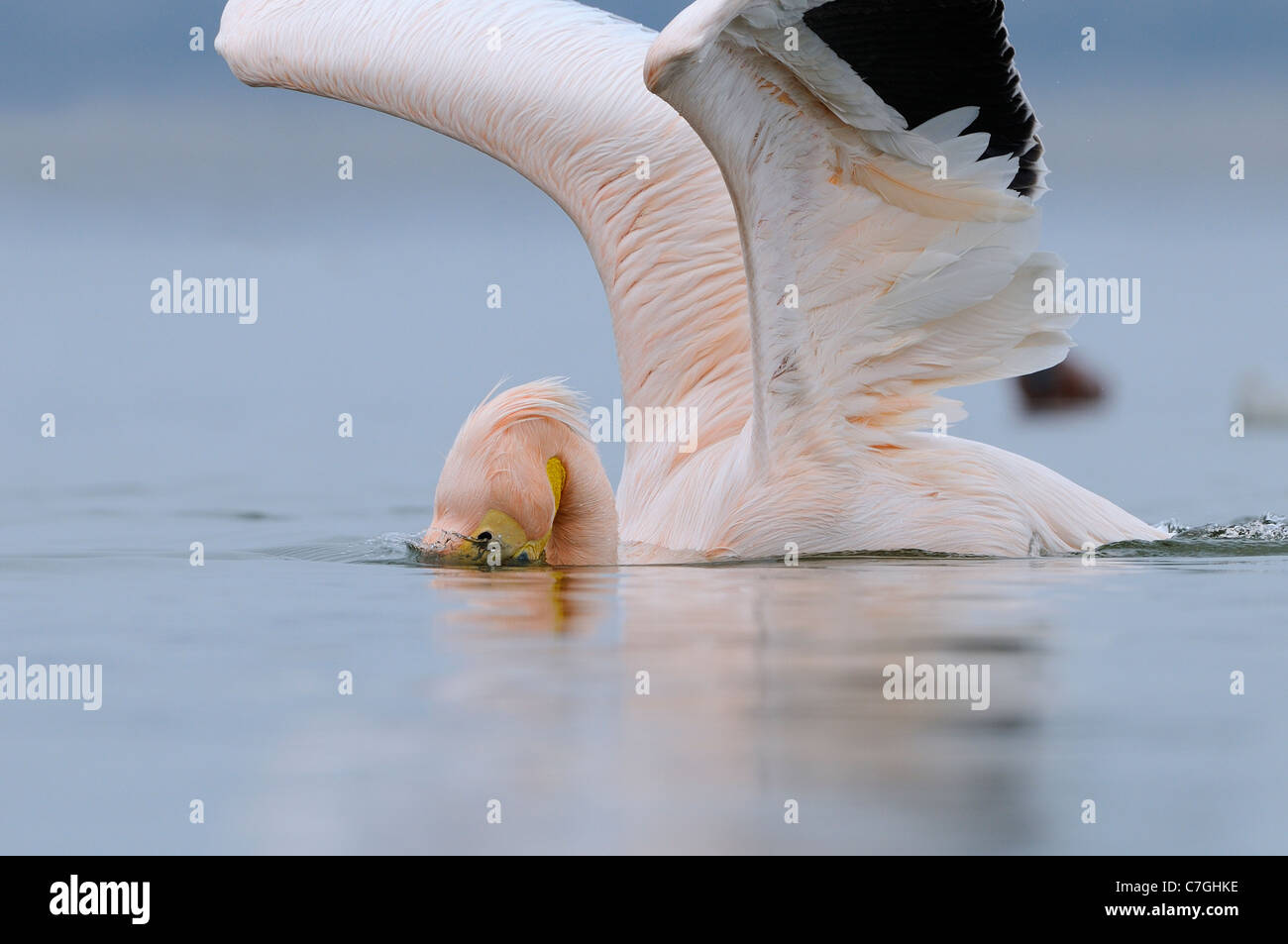 White Pelican (Pelecanus onocrotalus) in breeding plumage, fishing, lake Kerkini, Greece Stock Photo