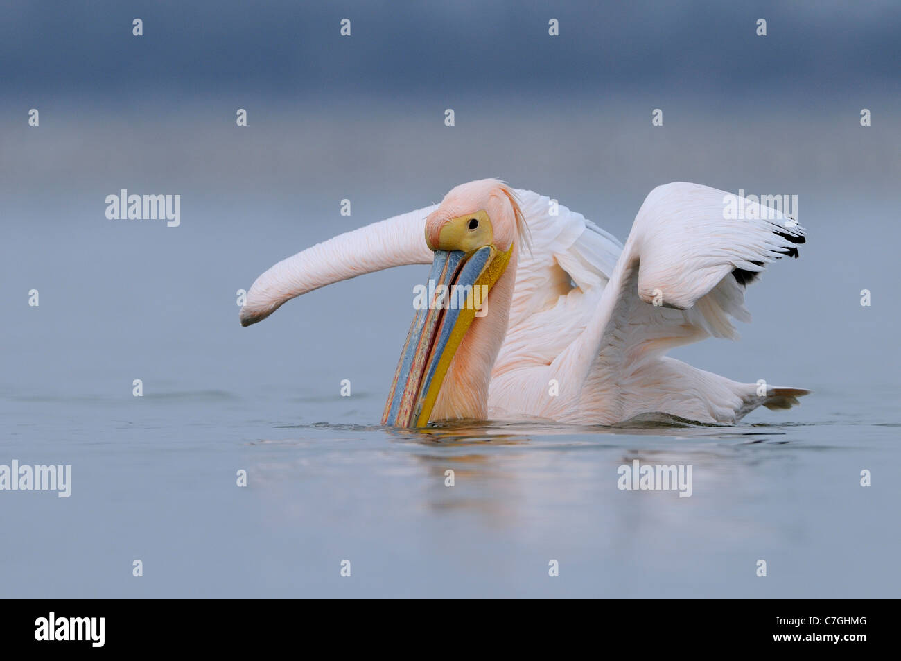 White Pelican (Pelecanus onocrotalus) in breeding plumage, swimming, Lake Kerkini, Greece Stock Photo