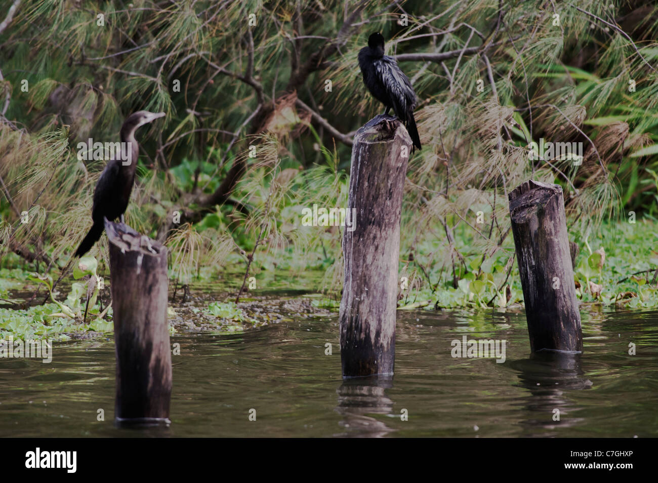 Salt India  Birds Cormorants drying  wet wings perching on  half submerged wooden logs at Salt Lake ,Calcutta,India.. Stock Photo