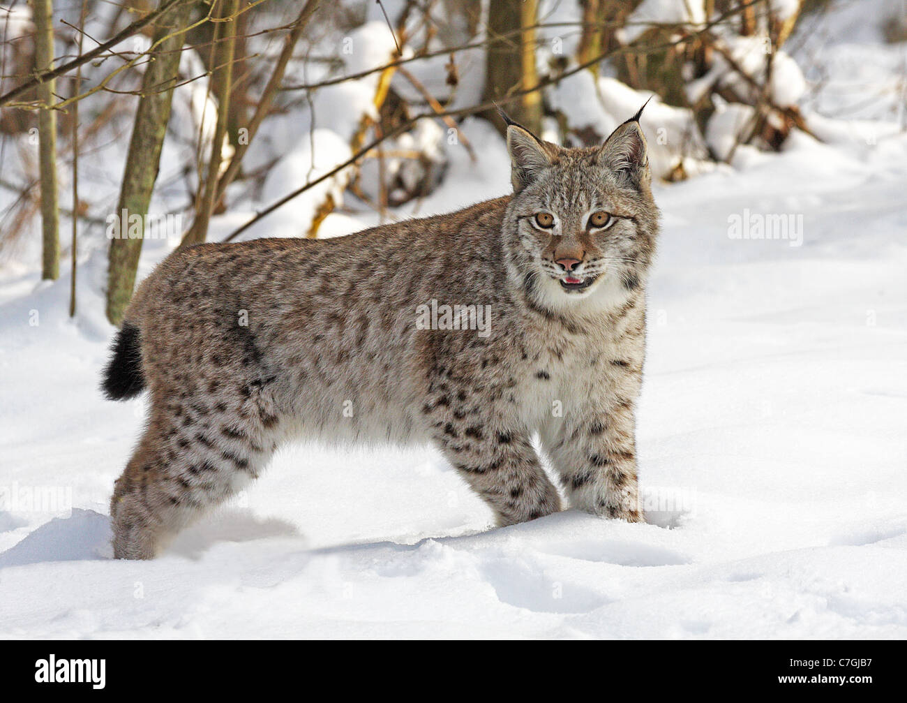 CARPATHIAN LYNX Lynx lynx carpathica Stock Photo