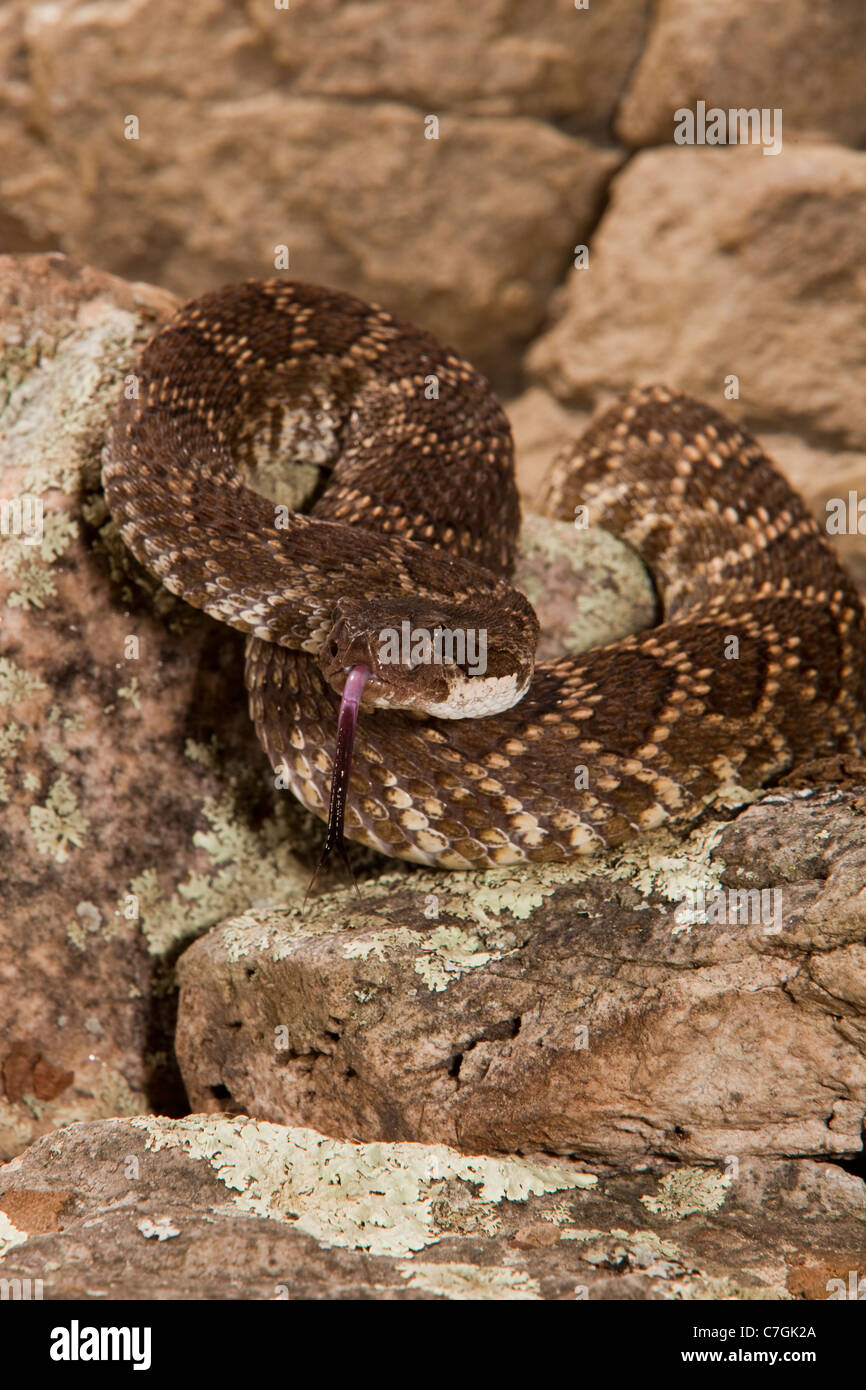 Southern Pacific Rattlesnake Crotalus viridis helleri Stock Photo