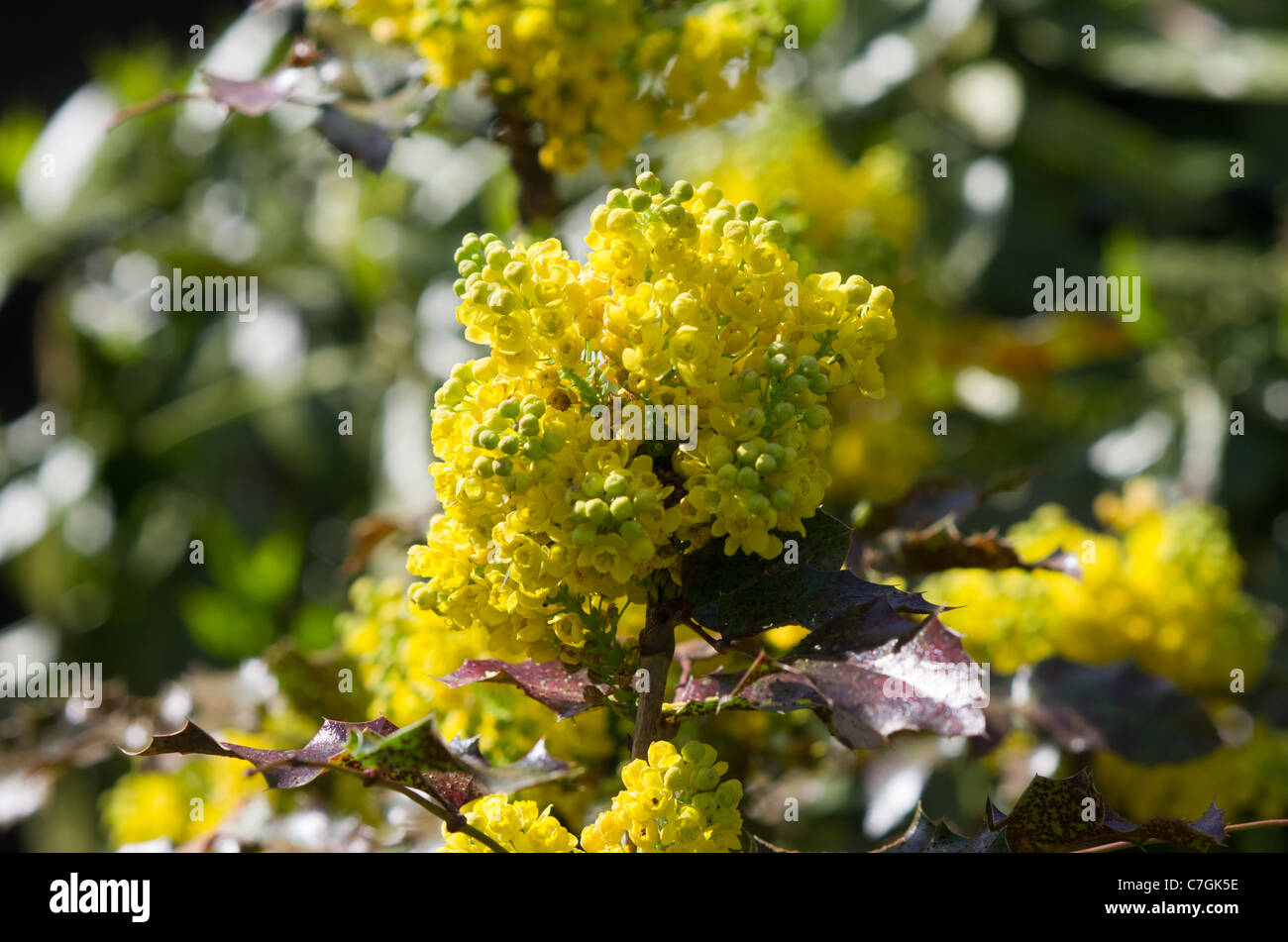Mahonia aquifolium flowers Stock Photo Alamy