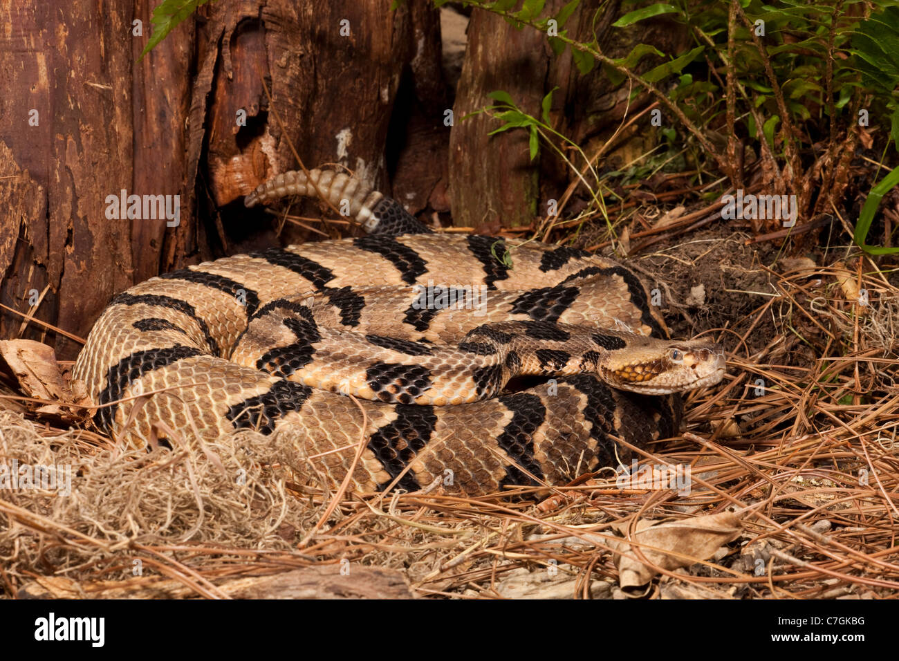 Canebrake timber rattlesnake crotalus horridus hires stock photography