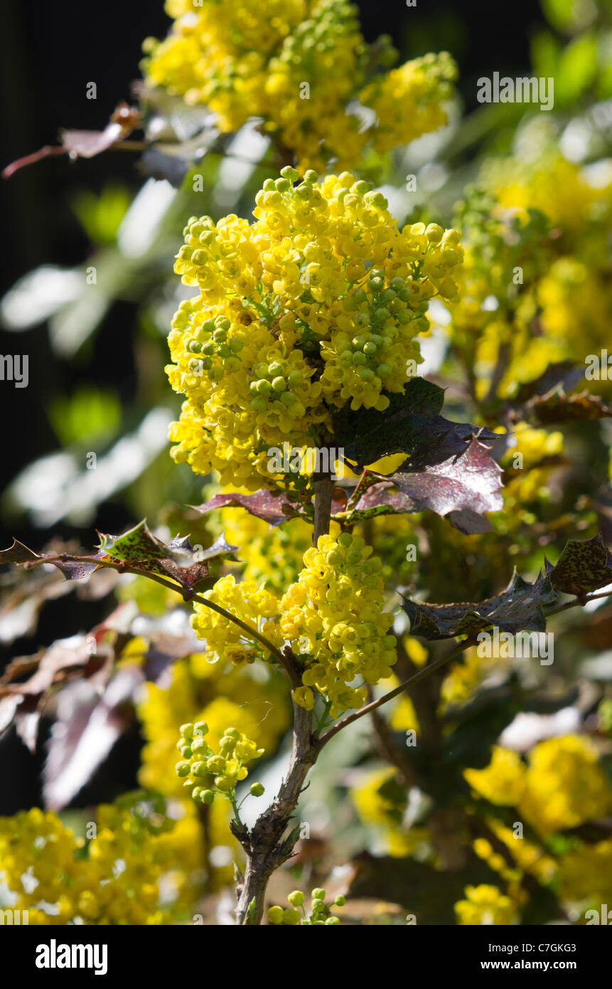 Mahonia aquifolium flowers Stock Photo Alamy