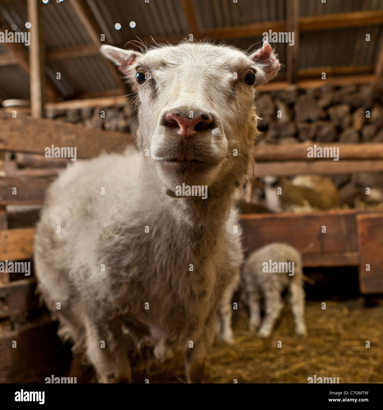 Sheep indoors, Iceland Stock Photo