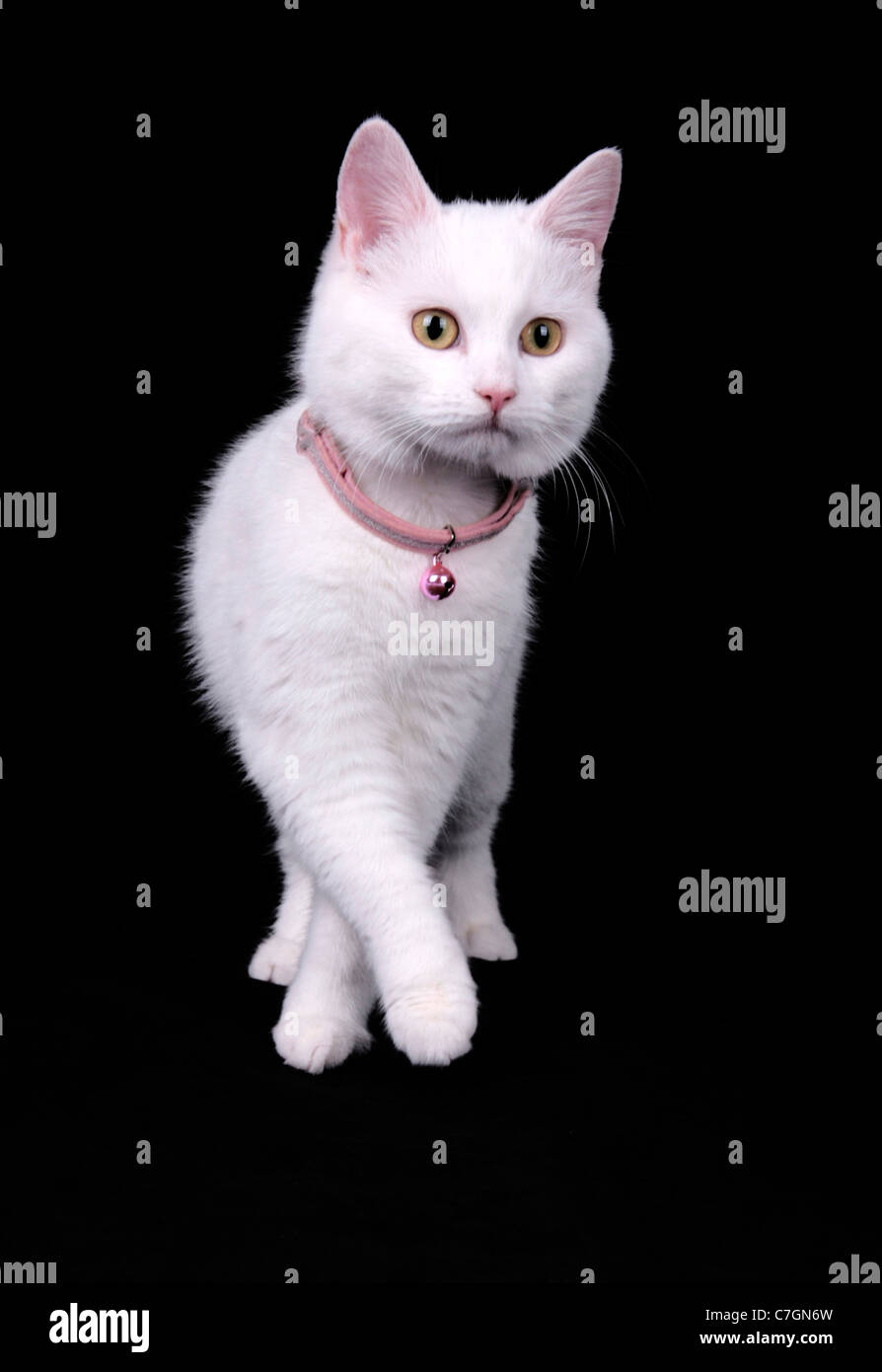 White Cat on a black background Stock Photo - Alamy