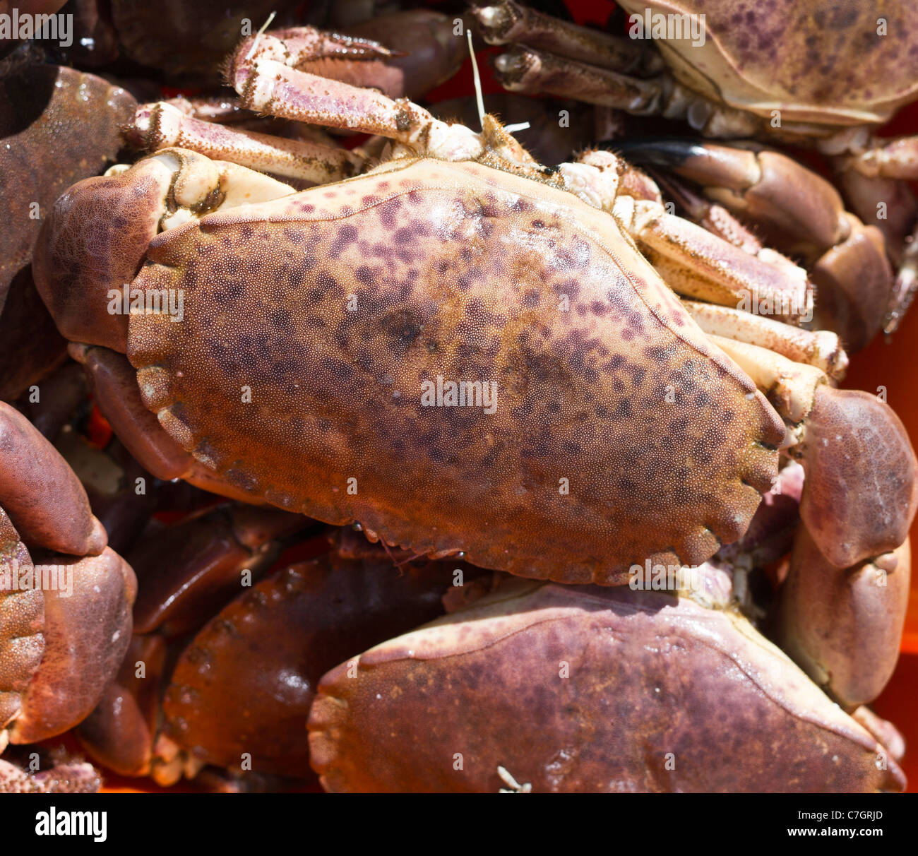 dh Cancer pagurus CRAB UK Fish box of crabs Edible Crab brown crab britain fishermen catch Stock Photo
