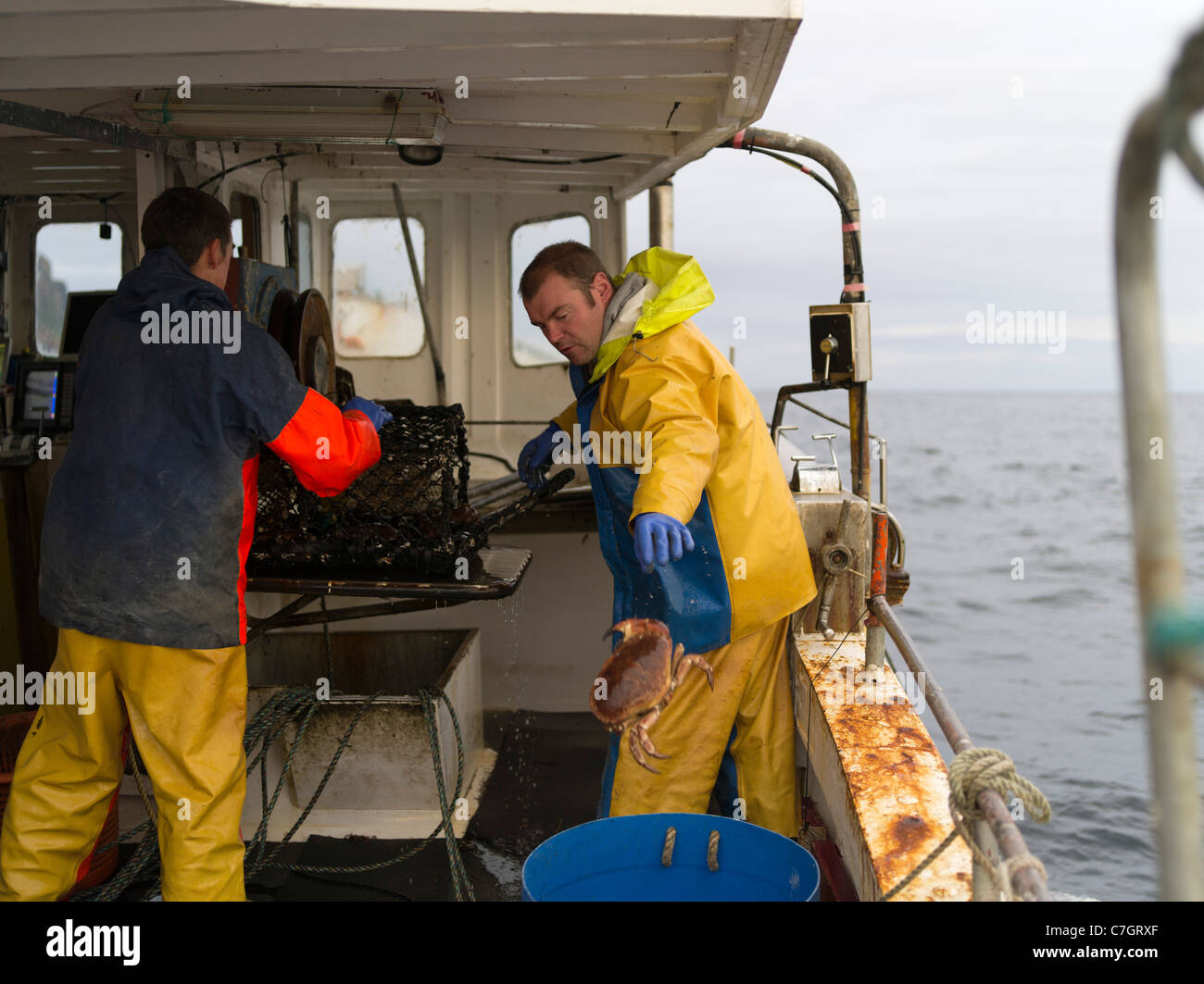 dh Lobster Fishermen FISHING BOAT ORKNEY SCOTLAND Selecting crab from creel aboard local fisherman uk Stock Photo