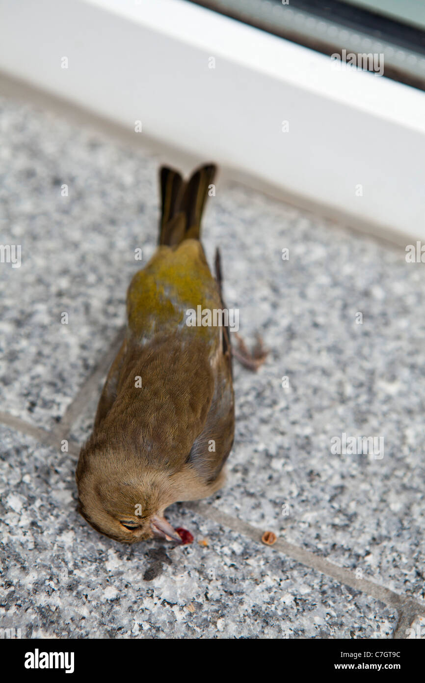 A dead bird on a window ledge Stock Photo